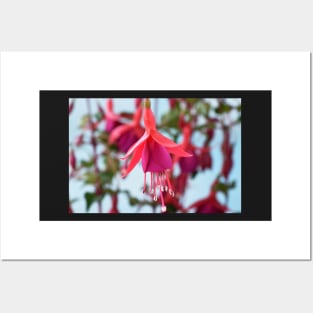 Fuchsia &#39;Pink Fizz&#39; Posters and Art